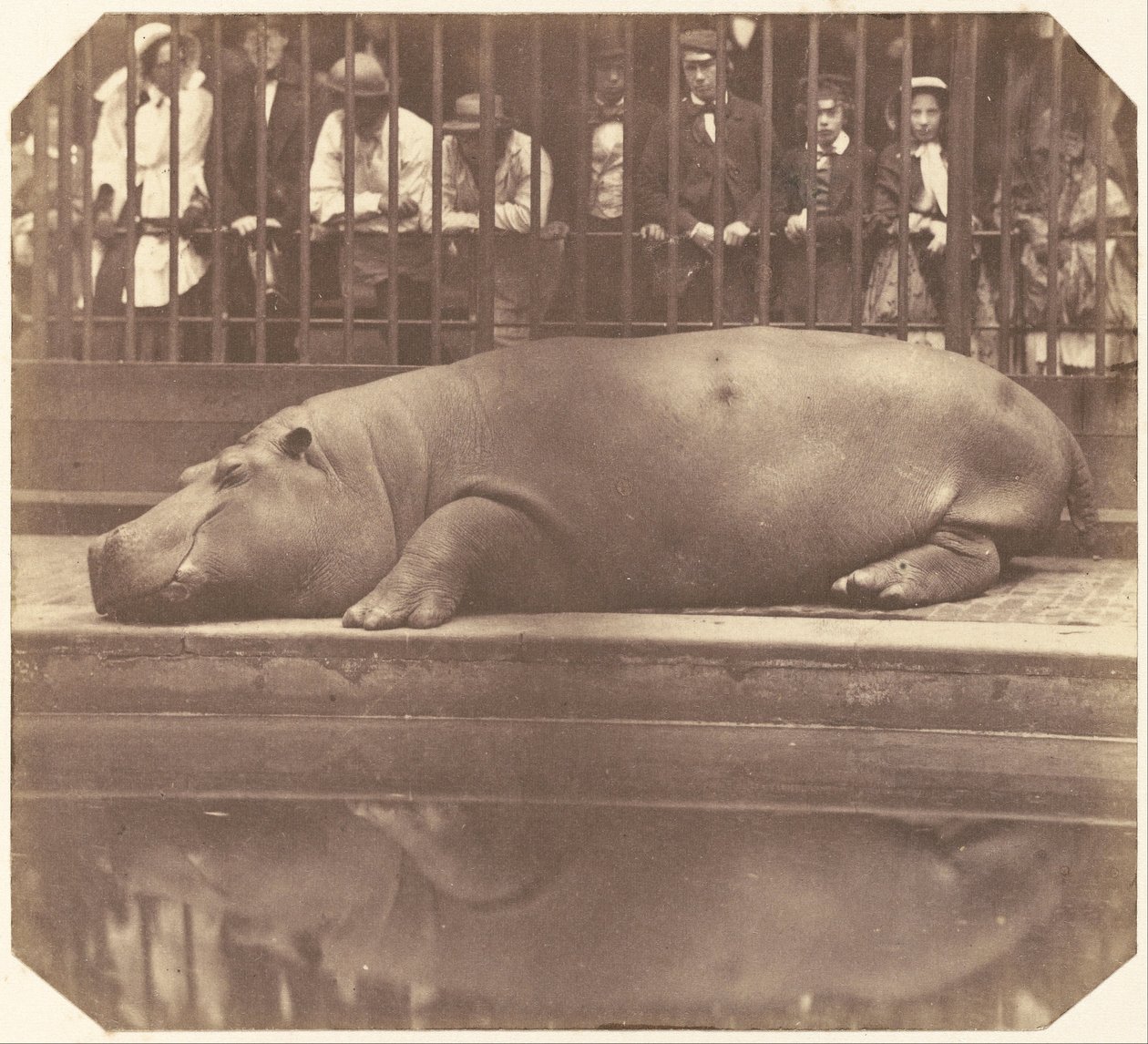 Flodhästen vid Zoological Gardens, Regent