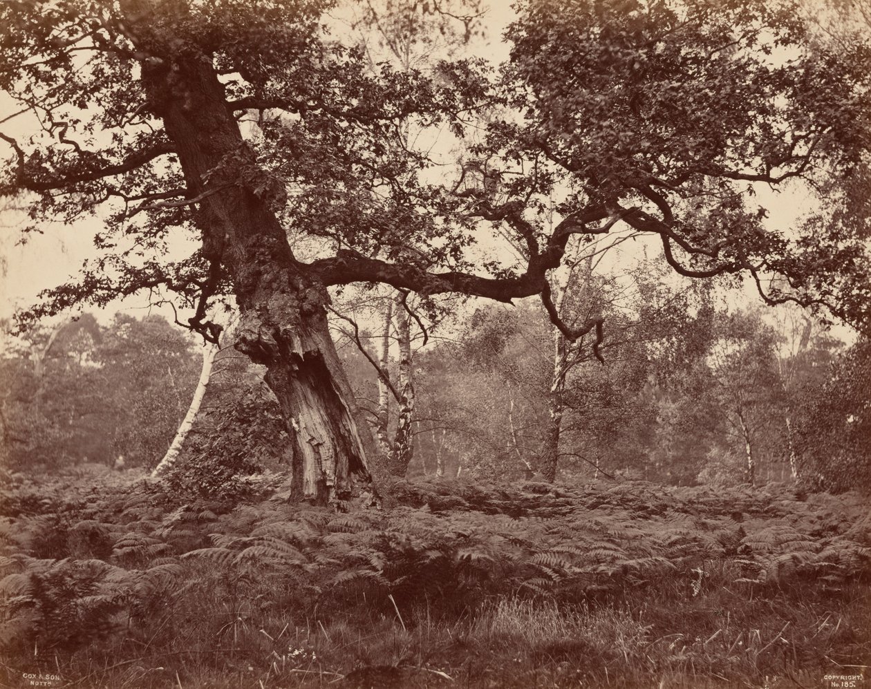 Trädstudie,ca. 1870 (foto) av Cox & Son