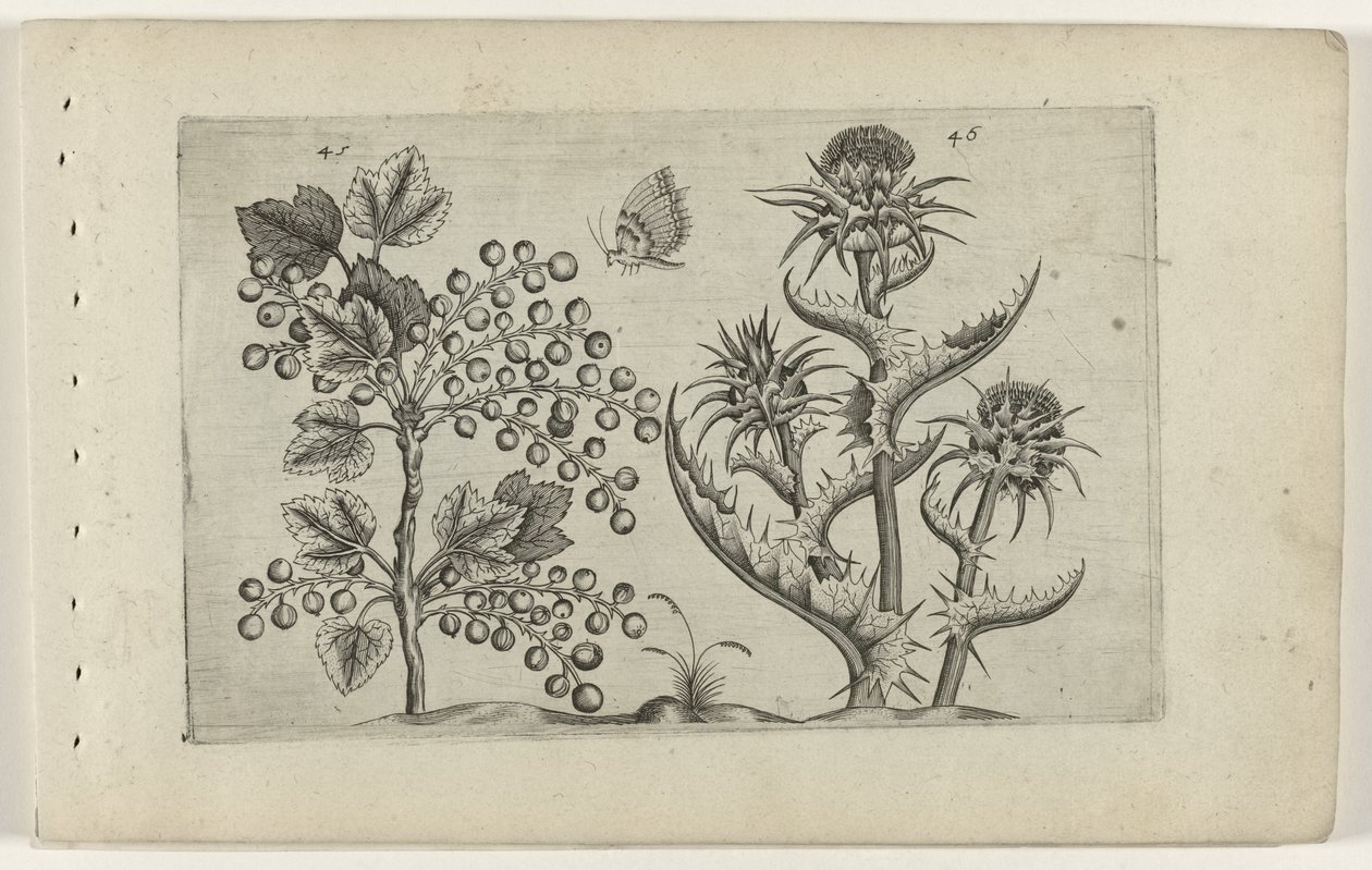Aalbes en Mariadistel Know the Lilies (serietitel) av Crispijn van de Passe (I) (attributed to)