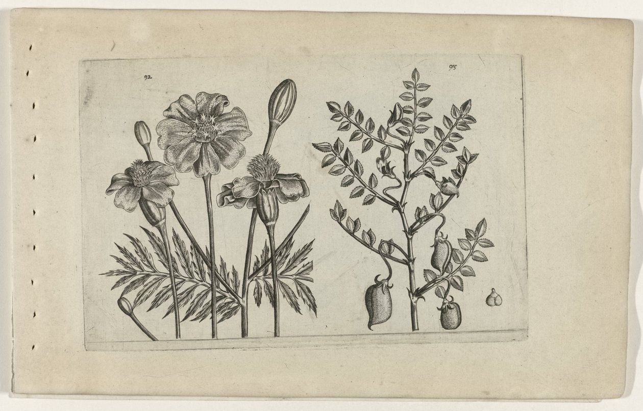 Tagetes och kikärter Cognoscite lilia (serietitel) av Crispijn van de Passe (I) (attributed to)