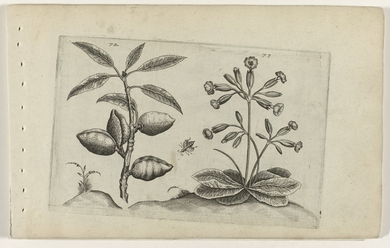Amandelboom en gulden nyckelbloem Know the Lilies (serietitel) av Crispijn van de Passe (I) (attributed to)