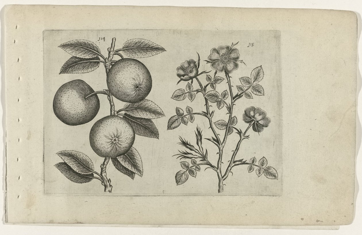 Äppel och hundros Cognoscite lilia (serietitel) av Crispijn van de Passe (I) (attributed to)