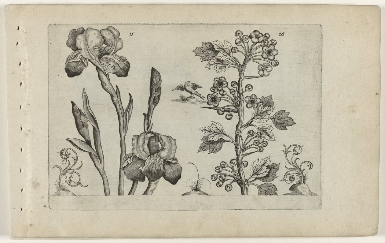 Bardiris och coralmeidoorn Cognoscite Lily (serietitel) av Crispijn van de Passe (I) (attributed to)