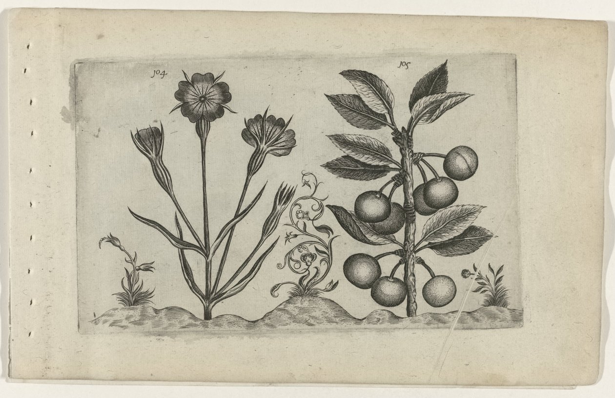 Bolderik en zure kers Know the Lilies (serietitel) av Crispijn van de Passe (I) (attributed to)
