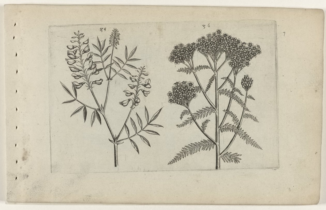 Boswikke en tuizendblad Know the Lilies (serietitel) av Crispijn van de Passe (I) (attributed to)
