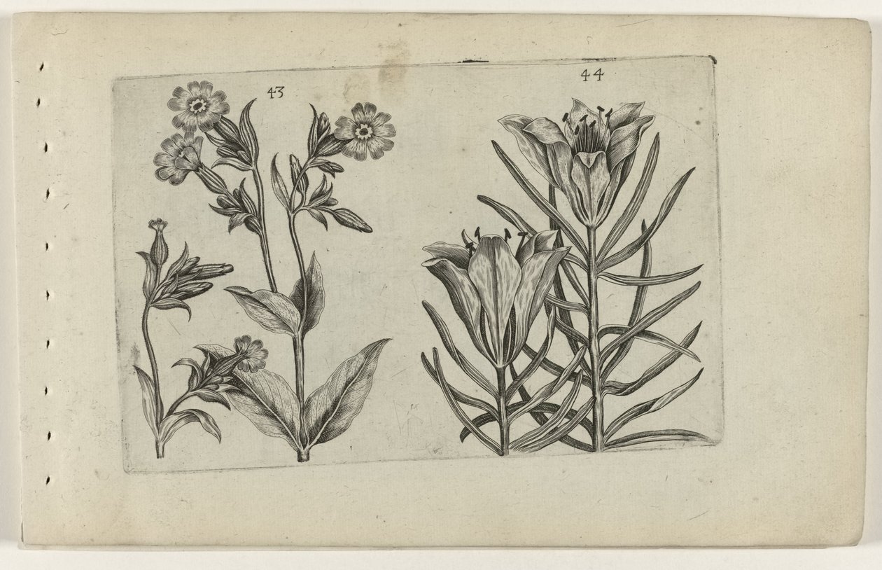 カッコウの花とライ麦のユリ Cognoscite lilia (シリーズタイトル)スウェーデン語 av Crispijn van de Passe (I) (attributed to)