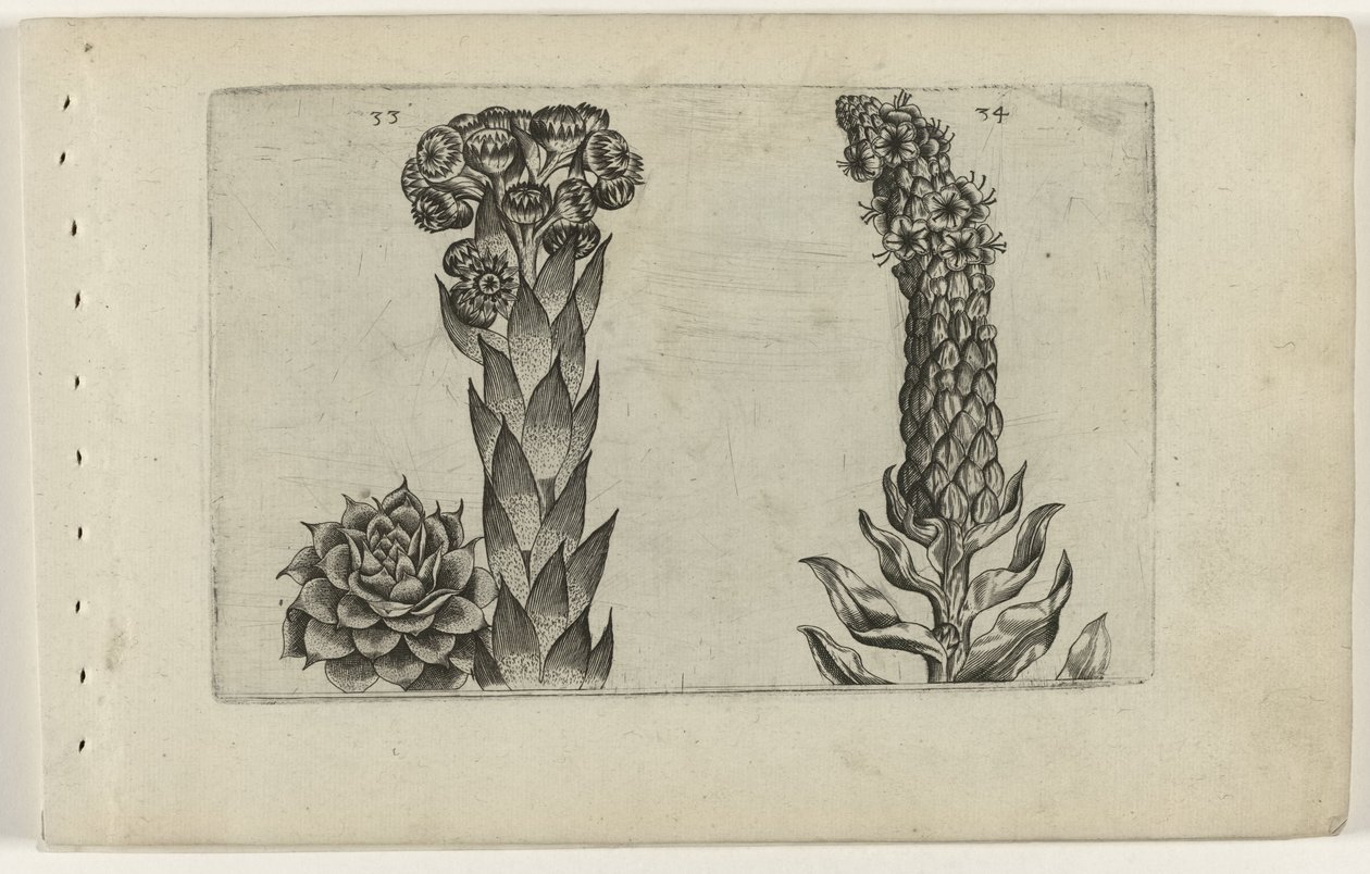 Thunderblade och mullein Cognoscite lilia (serietitel) av Crispijn van de Passe (I) (attributed to)