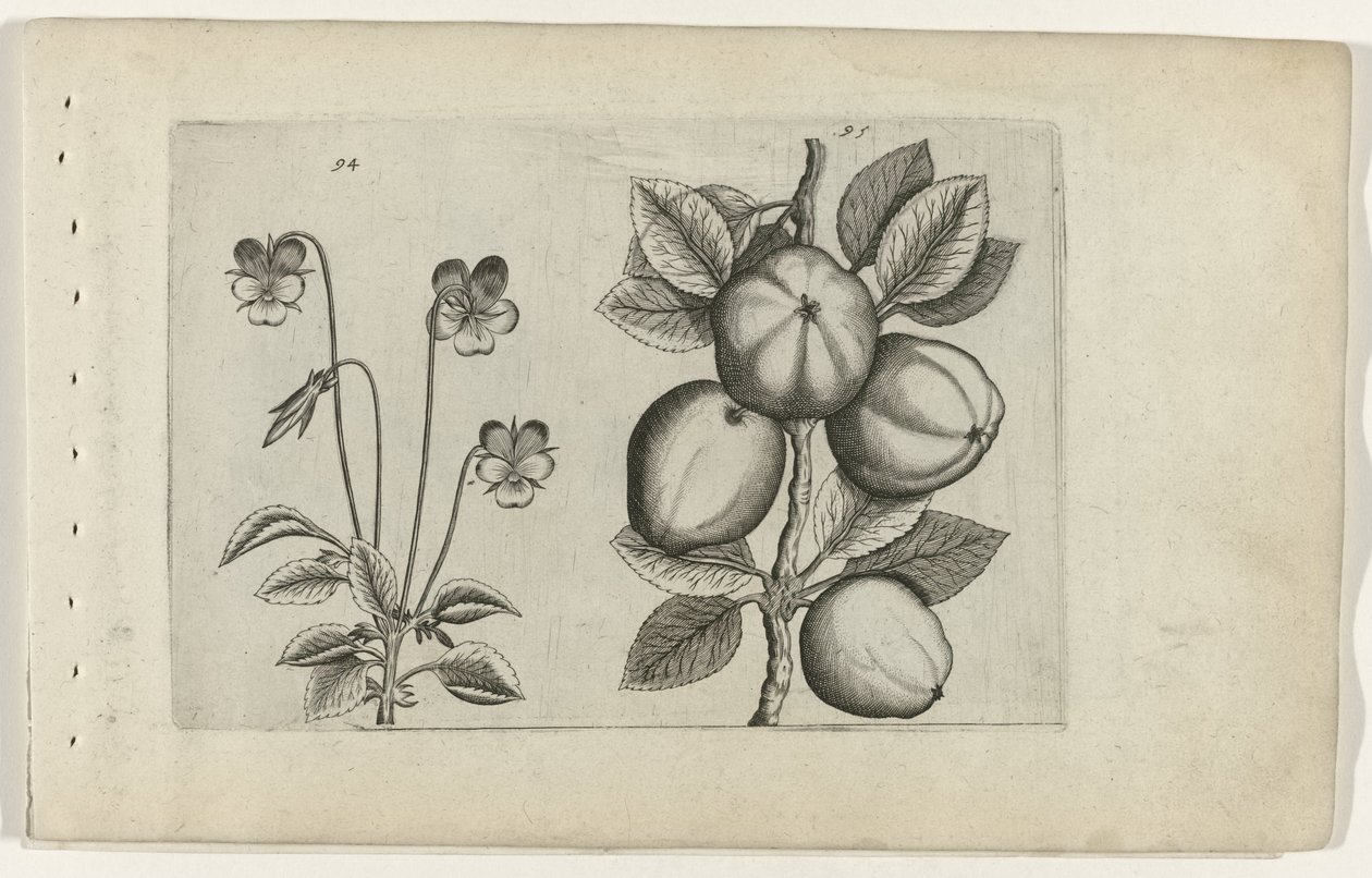 Trefärgad viol och äpple Cognoscite lilia (serietitel) av Crispijn van de Passe (I) (attributed to)