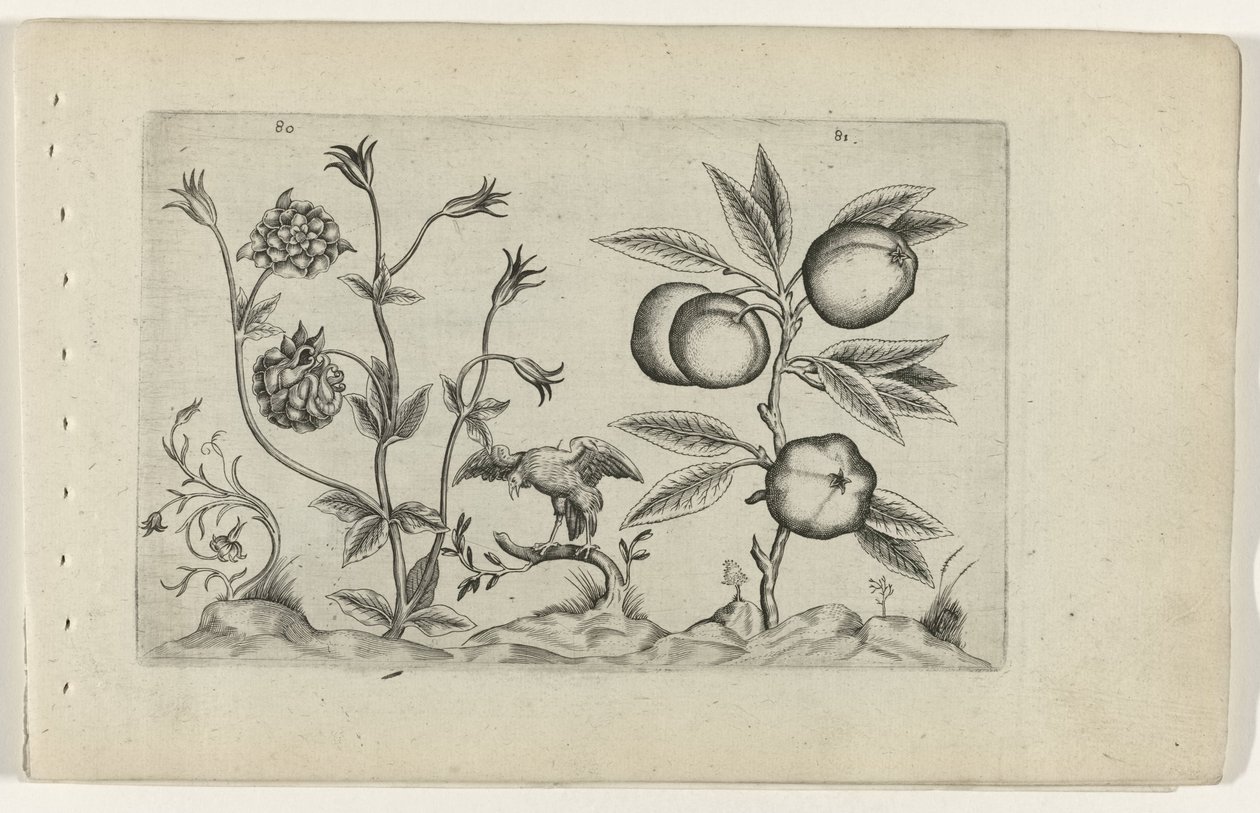 Dubbele akelei en appel Know the Lilies (serietitel) av Crispijn van de Passe (I) (attributed to)