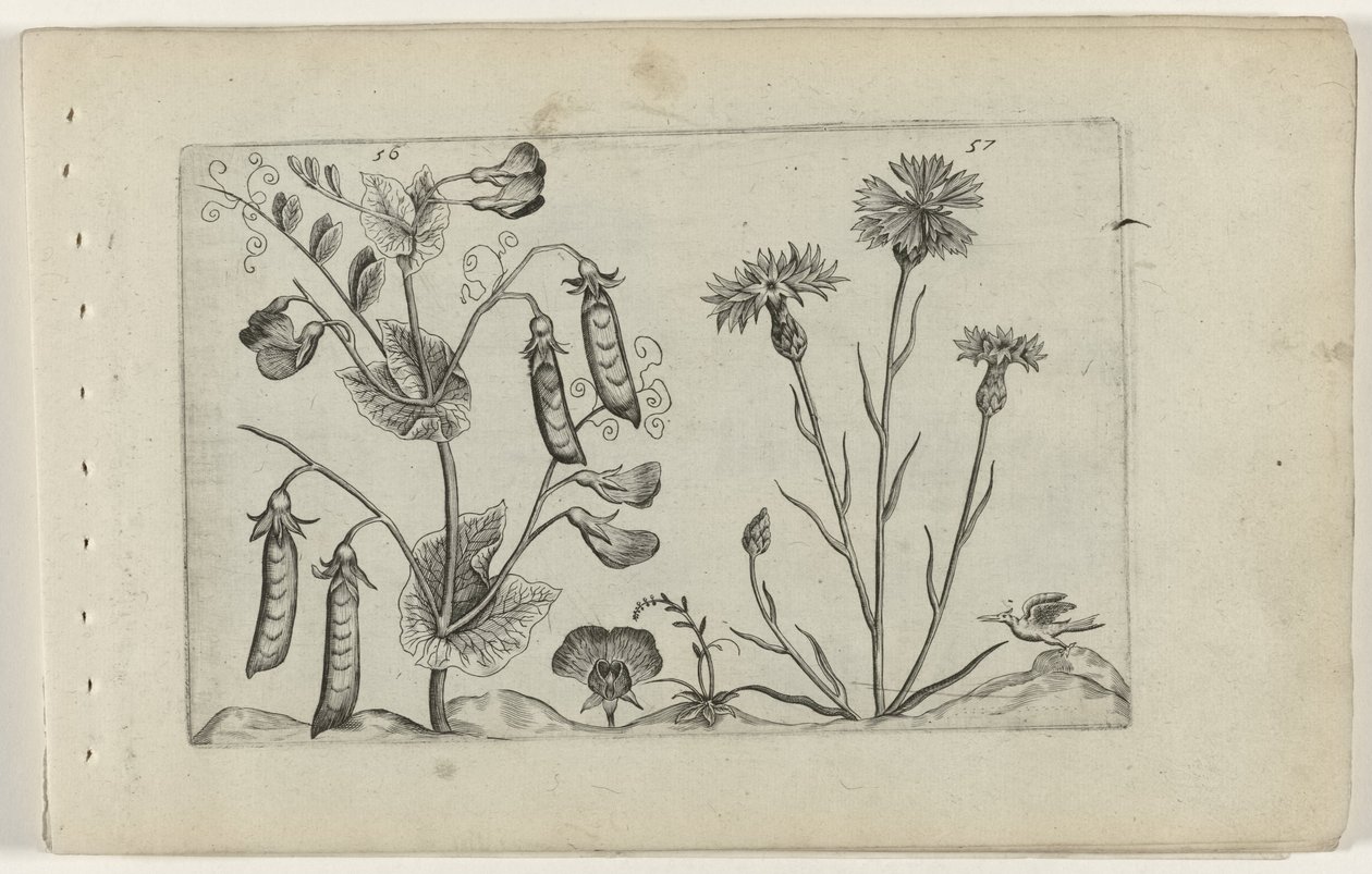 Erwt en korenbloem Know the Lilies (serietitel) av Crispijn van de Passe (I) (attributed to)