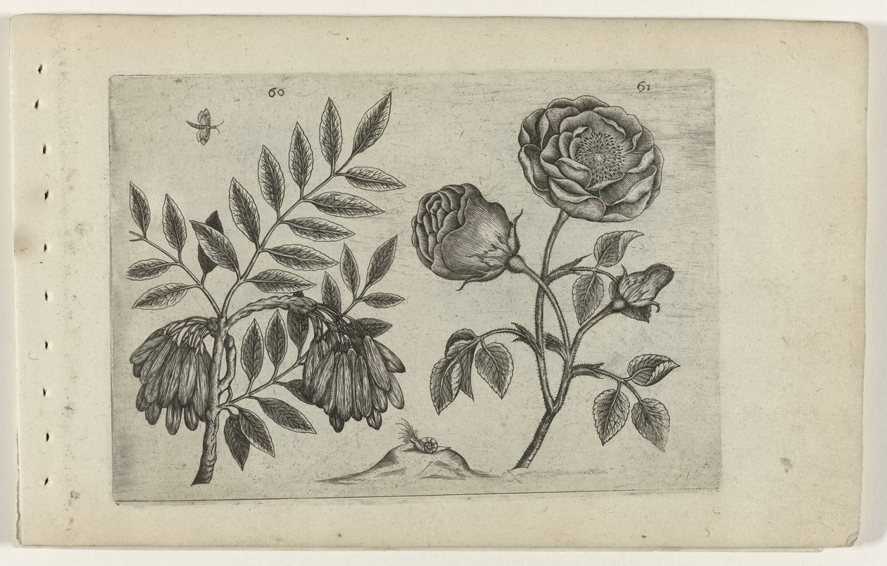 Du är en roos Know the Lilies (serietitel) av Crispijn van de Passe (I) (attributed to)