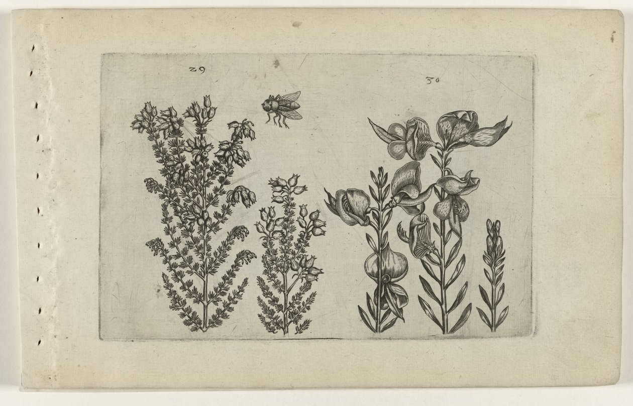 Vanlig ljung och kvastbuske Cognoscite lilia (serietitel) av Crispijn van de Passe (I) (attributed to)