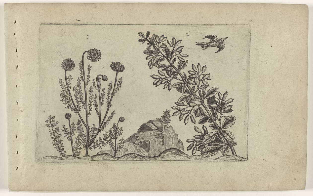 Gewone kamille en zuurbes Know the Lilies (serietitel) av Crispijn van de Passe (I) (attributed to)