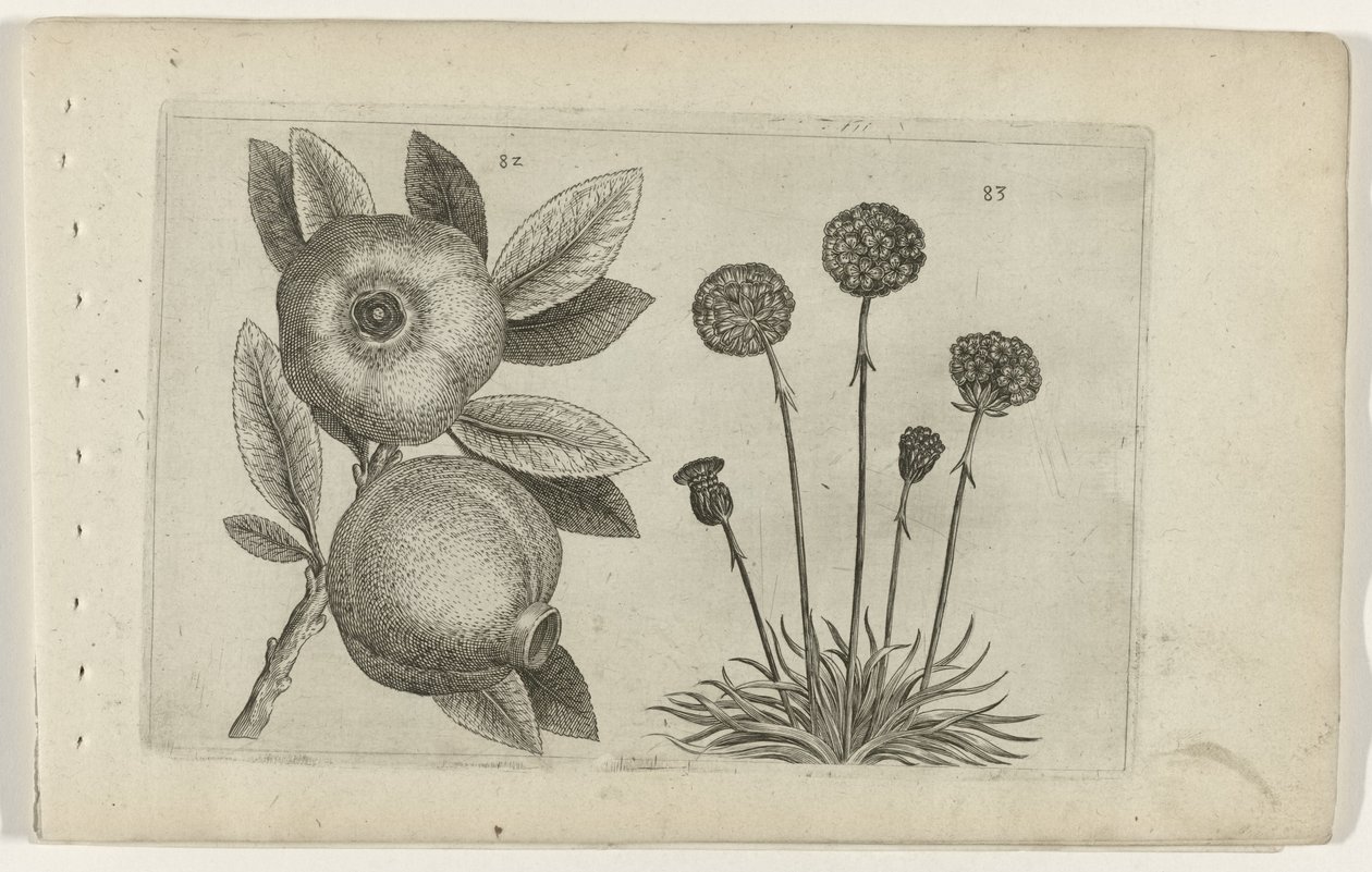 Granaatappel en Engelsk gras Know the Lilies (serietitel) av Crispijn van de Passe (I) (attributed to)