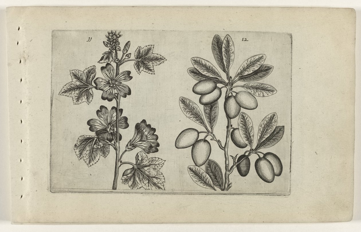 Stor malva och olivträd Cognoscite lilia (serietitel) av Crispijn van de Passe (I) (attributed to)