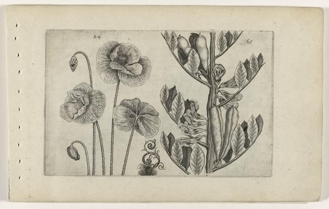 Stor vallmo och bondböna Cognoscite lilia (serietitel) av Crispijn van de Passe (I) (attributed to)