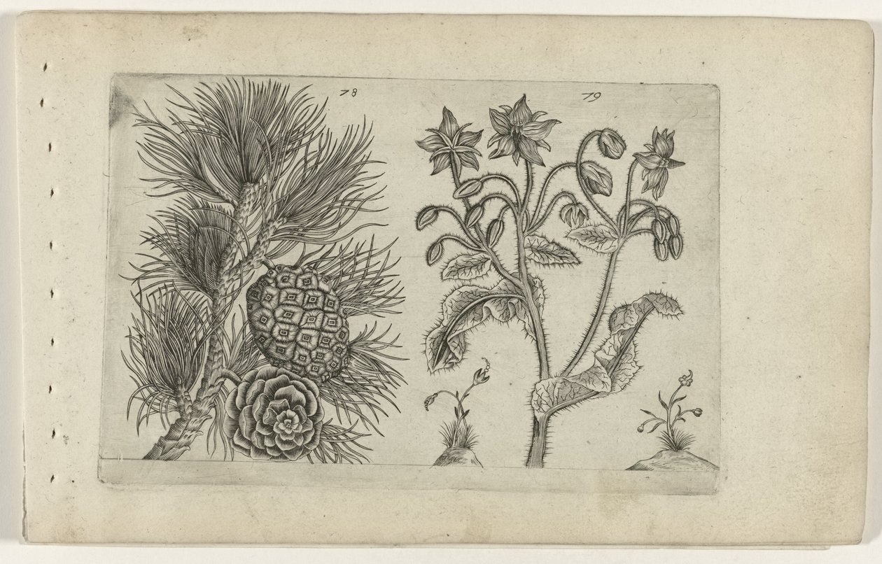 Grove den en bernagie Know the Lilies (serietitel) av Crispijn van de Passe (I) (attributed to)