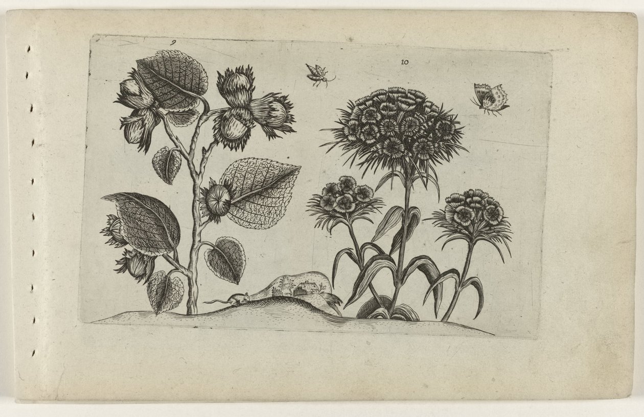 Hazel och Sweet William Cognoscite lilia (serietitel) av Crispijn van de Passe (I) (attributed to)