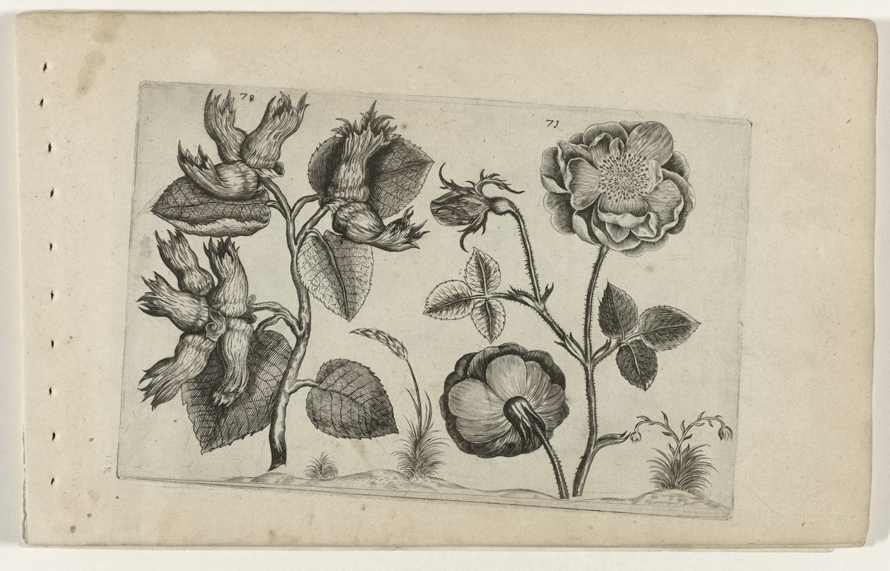 Hazelaar i rosor Cognoscite Lily (serietitel) av Crispijn van de Passe (I) (attributed to)