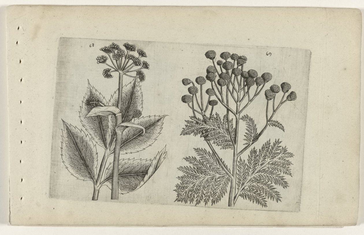 Hertswortel en boerenwormkruid Know the Lilies (serietitel) av Crispijn van de Passe (I) (attributed to)