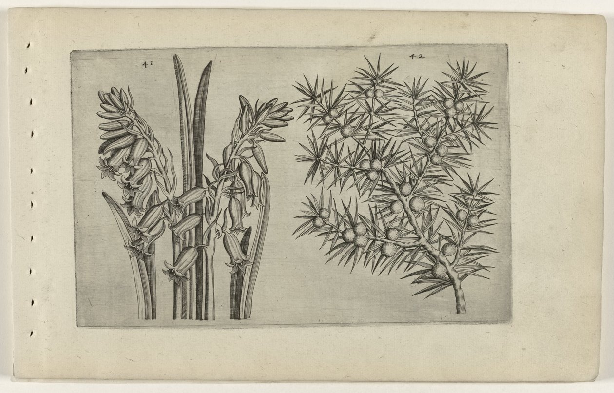 Hyacint och jenerbes Know the Lilies (serietitel) av Crispijn van de Passe (I) (attributed to)