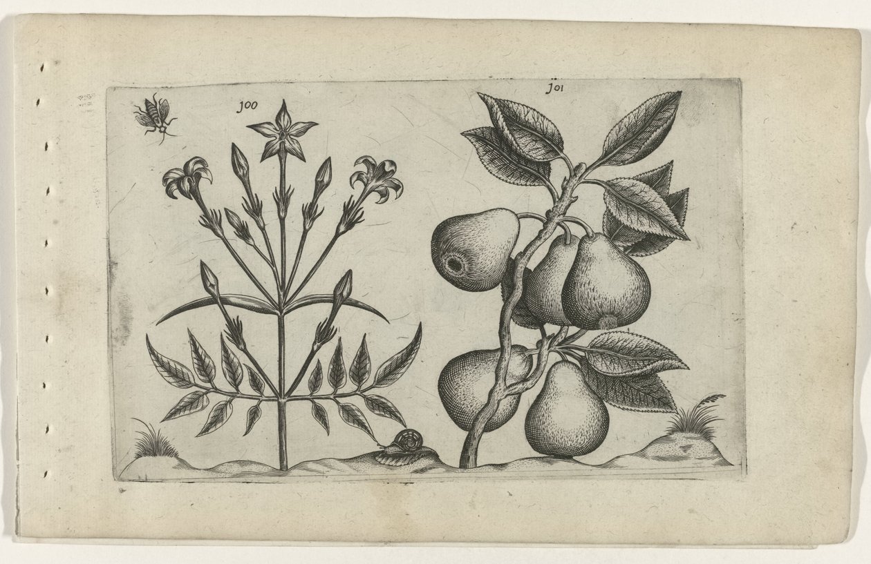 Jasmin och päron Cognoscite lilia (serietitel) av Crispijn van de Passe (I) (attributed to)