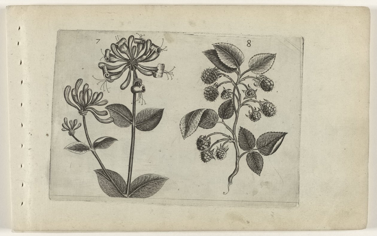Kamperfoelie en framboos Know the Lilies (serietitel) av Crispijn van de Passe (I) (attributed to)