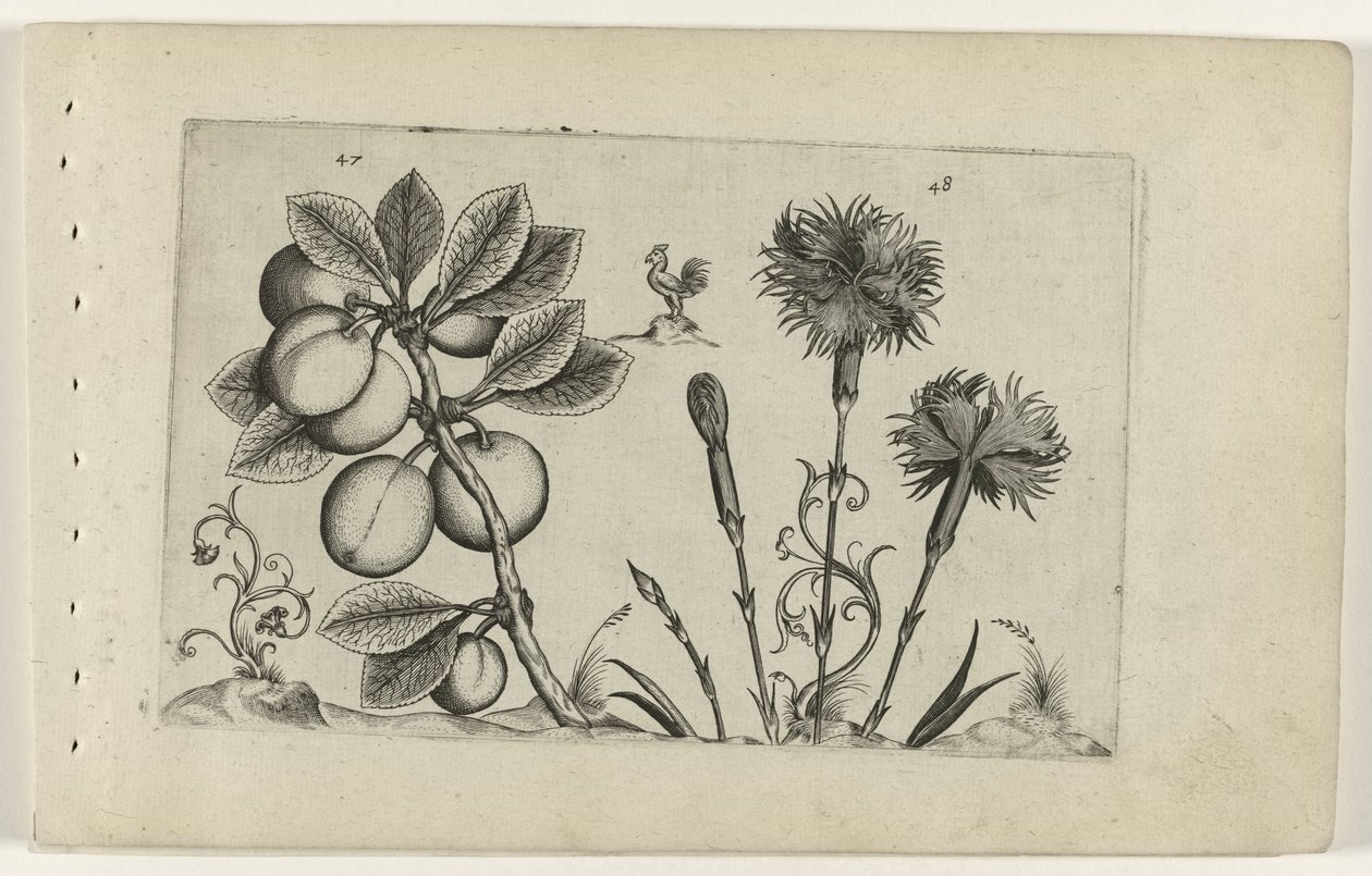 Kerspruit en trädgårdanjer Know the Lilies (serietitel) av Crispijn van de Passe (I) (attributed to)