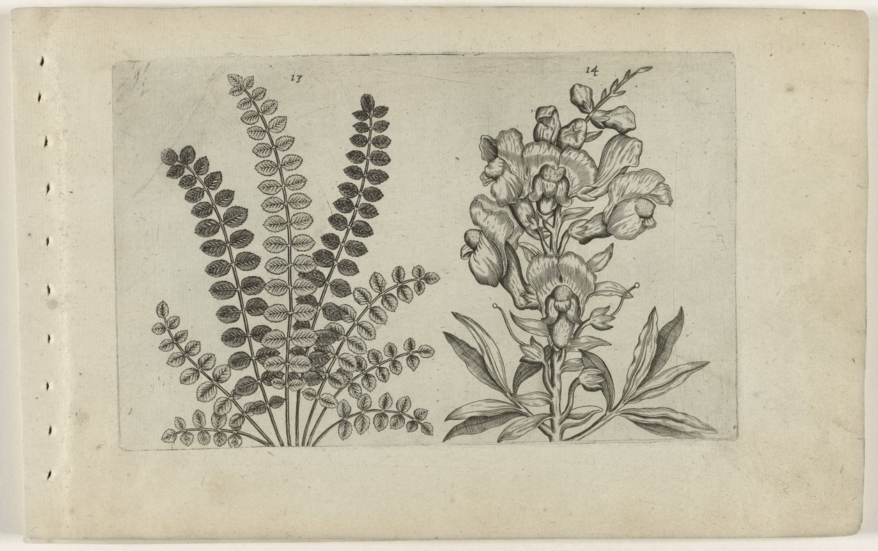Liten pimpernel och stor snapper Cognoscite Lilia (serietitel) av Crispijn van de Passe (I) (attributed to)