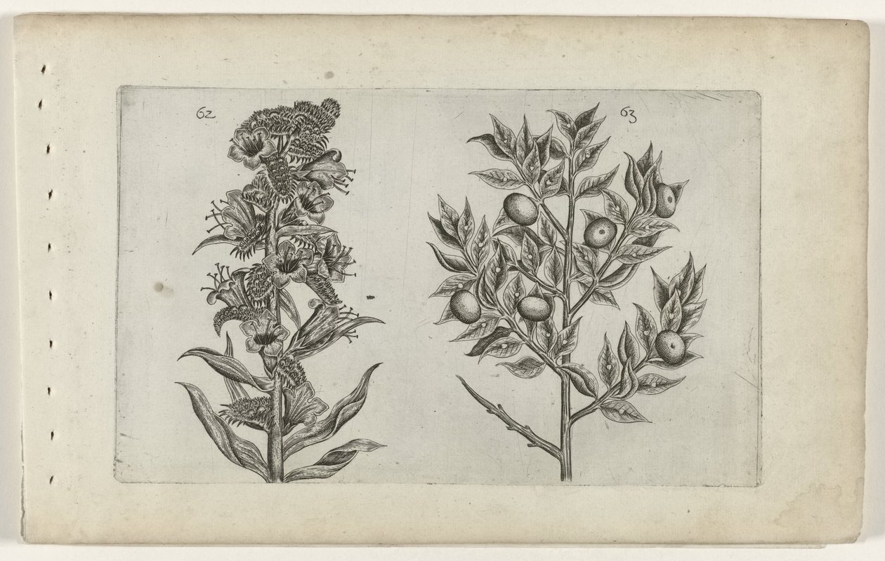Kromhals en muisdoorn Know the Lilies (serietitel) av Crispijn van de Passe (I) (attributed to)