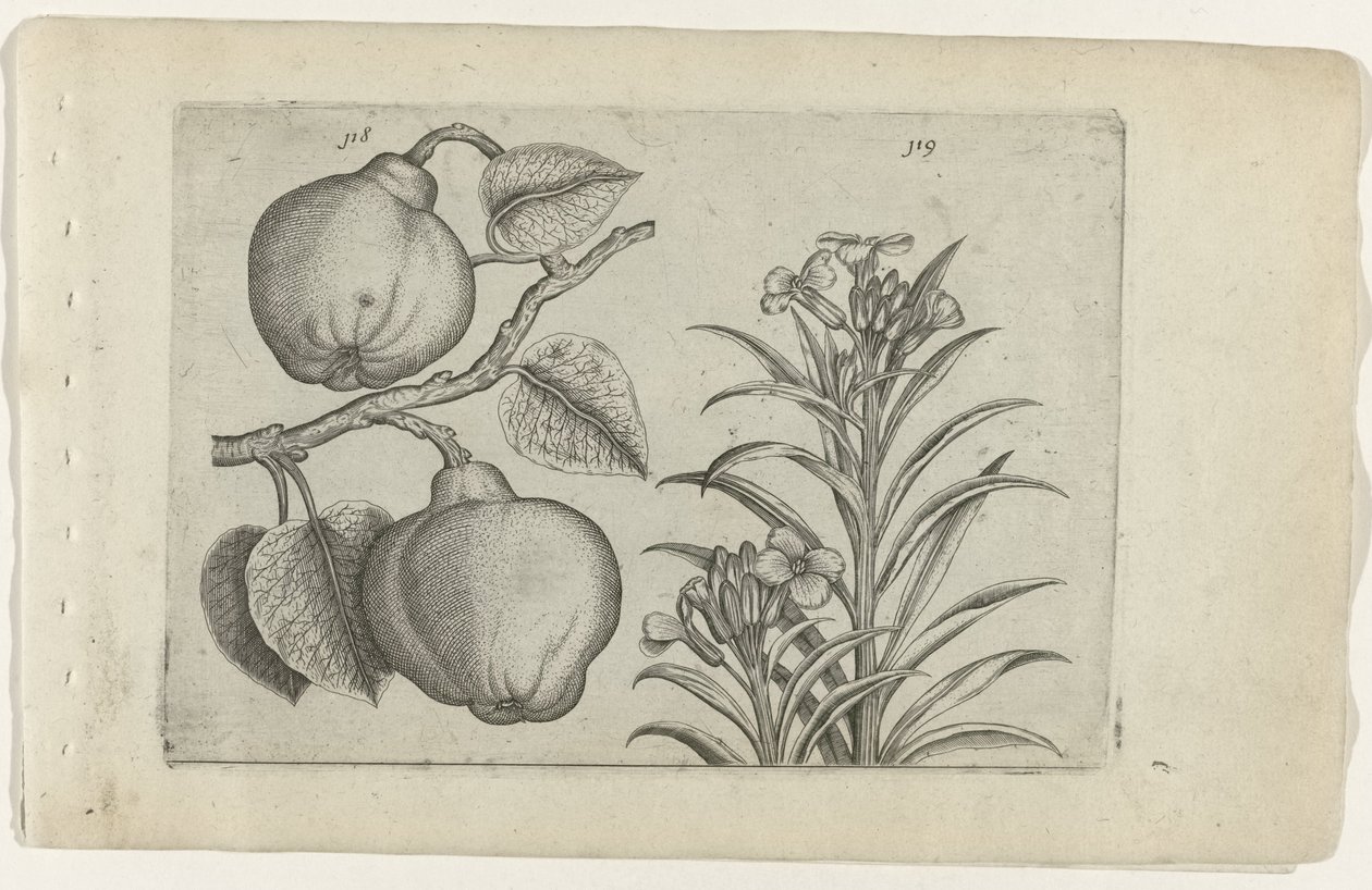 Kweepeer och muurbloem Cognoscite Lily (serietitel) av Crispijn van de Passe (I) (attributed to)