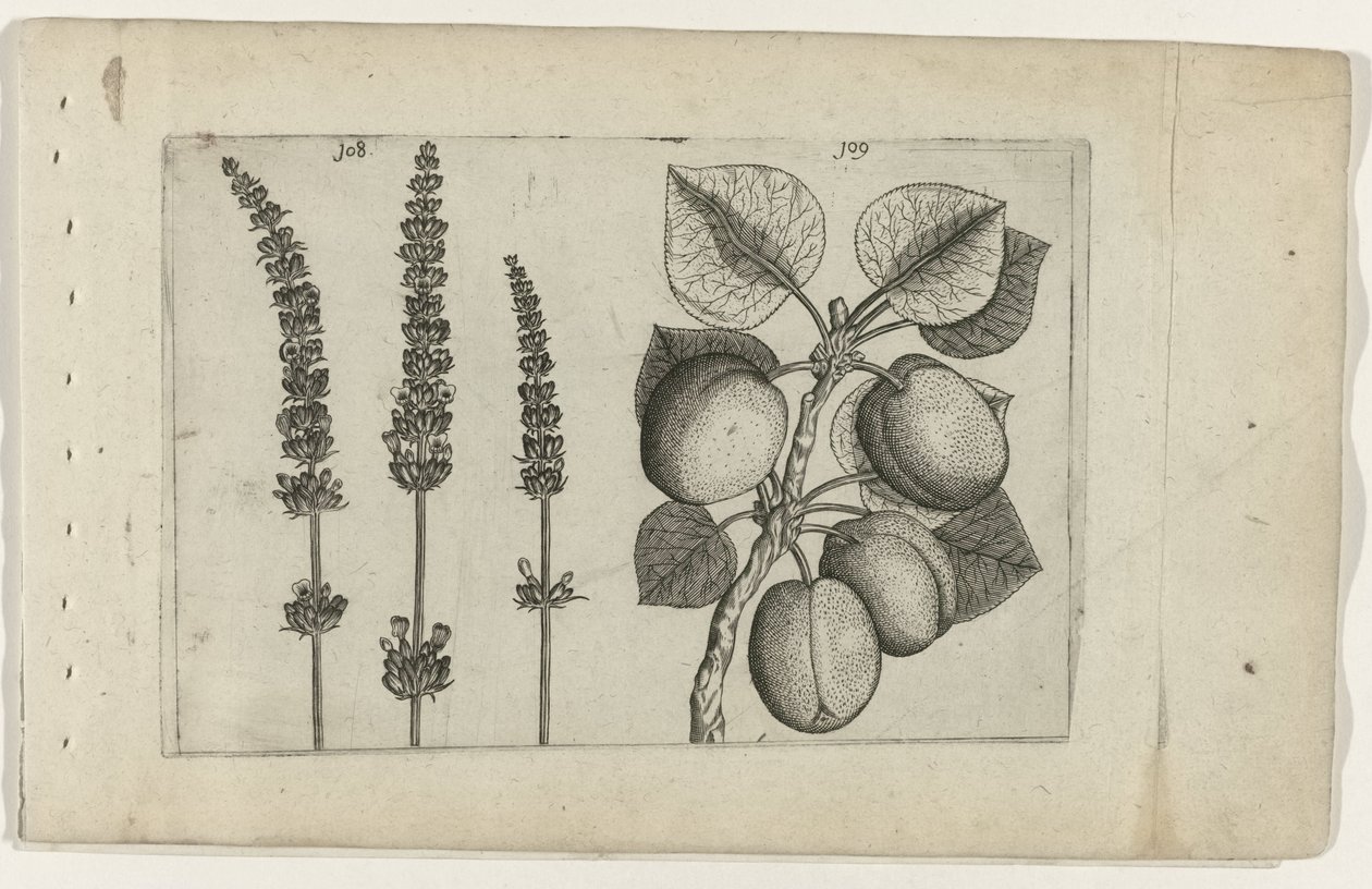 Lavendel och aprikoser Know the Lilies (serietitel) av Crispijn van de Passe (I) (attributed to)