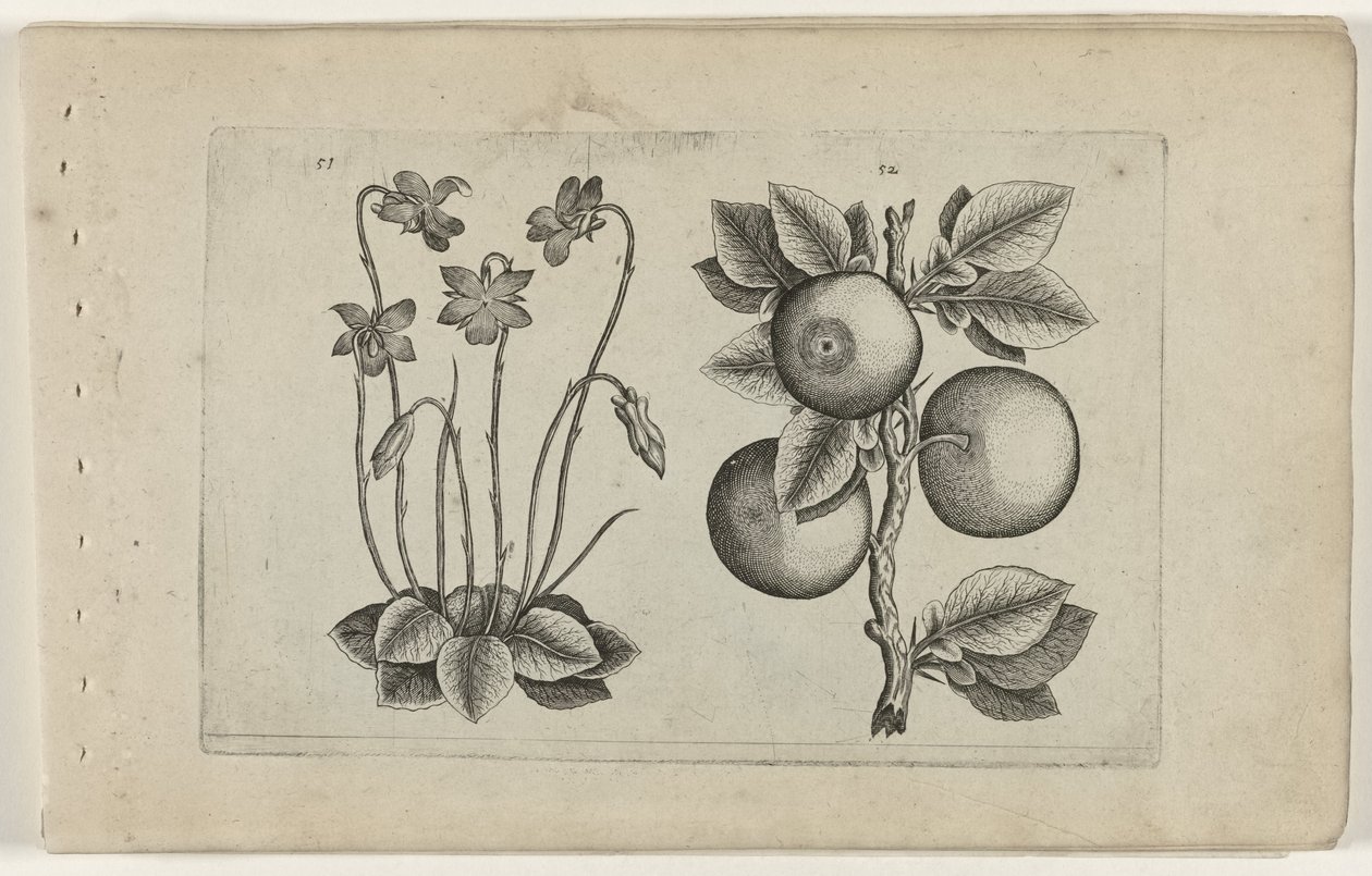 Mars violett och orange Cognoscite lilia (serietitel) av Crispijn van de Passe (I) (attributed to)