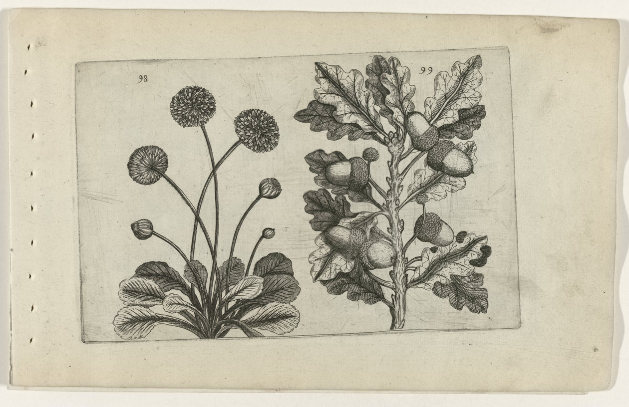 Tusenskön och stam ek Cognoscite lilia (serietitel) av Crispijn van de Passe (I) (attributed to)
