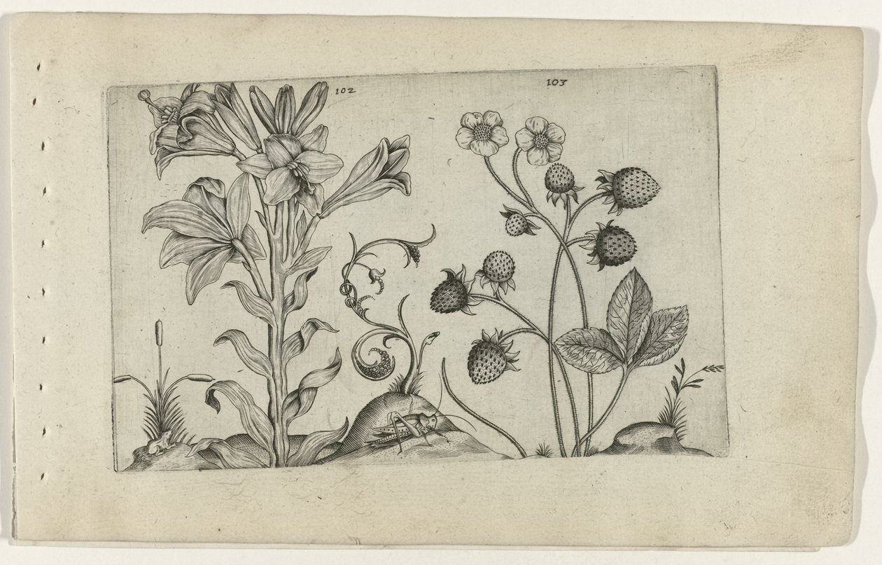 Madonnalelie en jordbei Know the Lilies (serietitel) av Crispijn van de Passe (I) (attributed to)