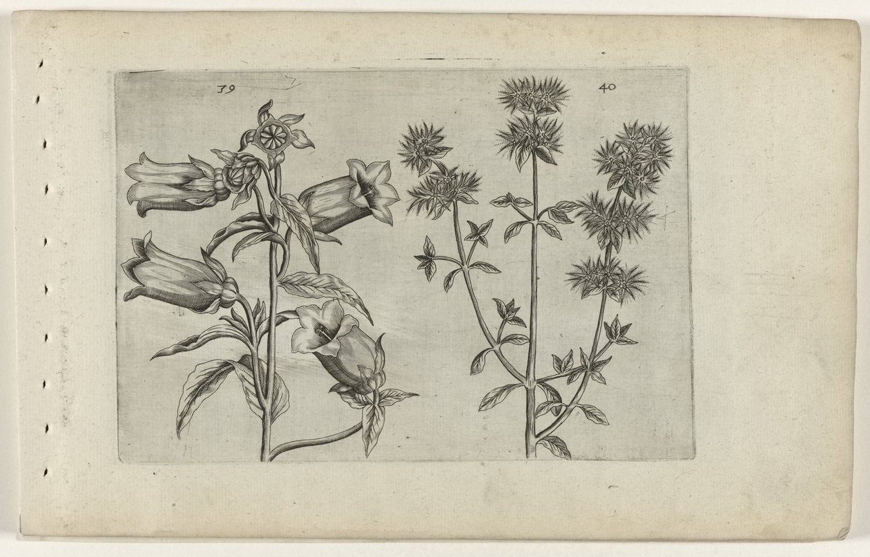 Mariette klocka och mejram Cognoscite lilia (serietitel) av Crispijn van de Passe (I) (attributed to)