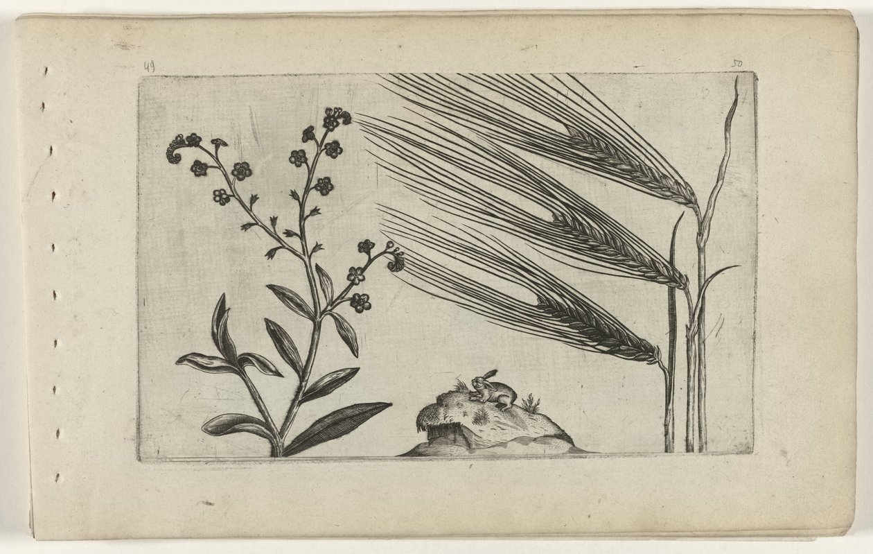 Träsk förgätmigej och korn Cognoscite lilia (serietitel) av Crispijn van de Passe (I) (attributed to)