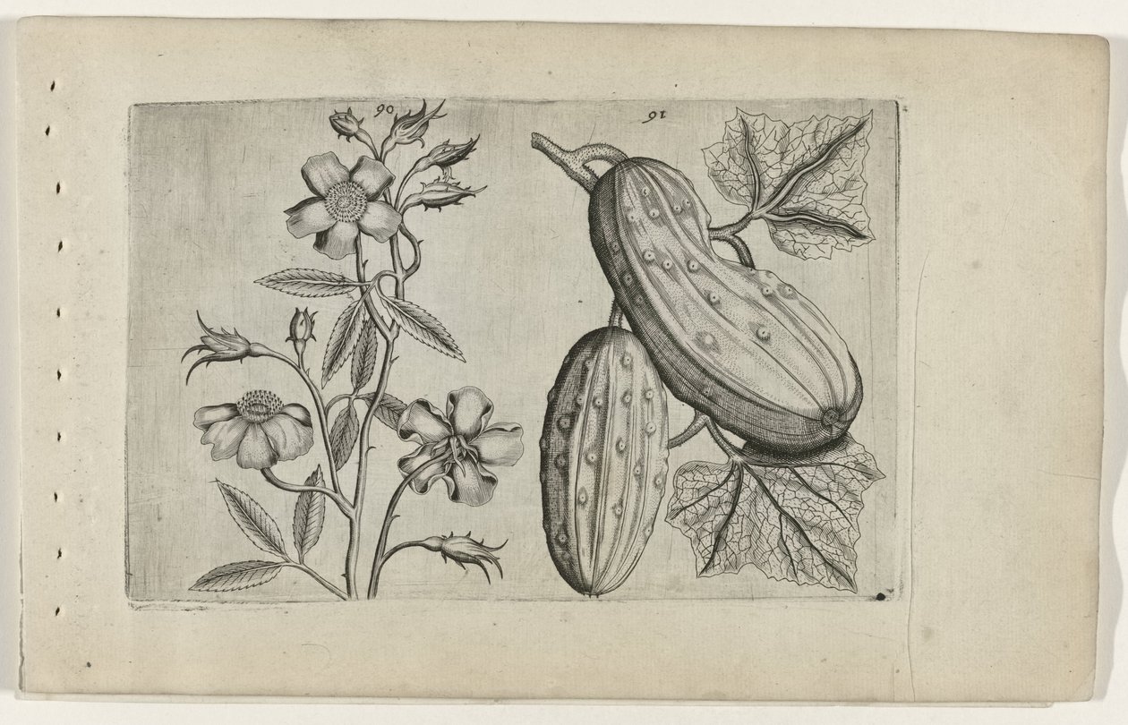 Muskusroos en kommer Know the Lilies (serietitel) av Crispijn van de Passe (I) (attributed to)