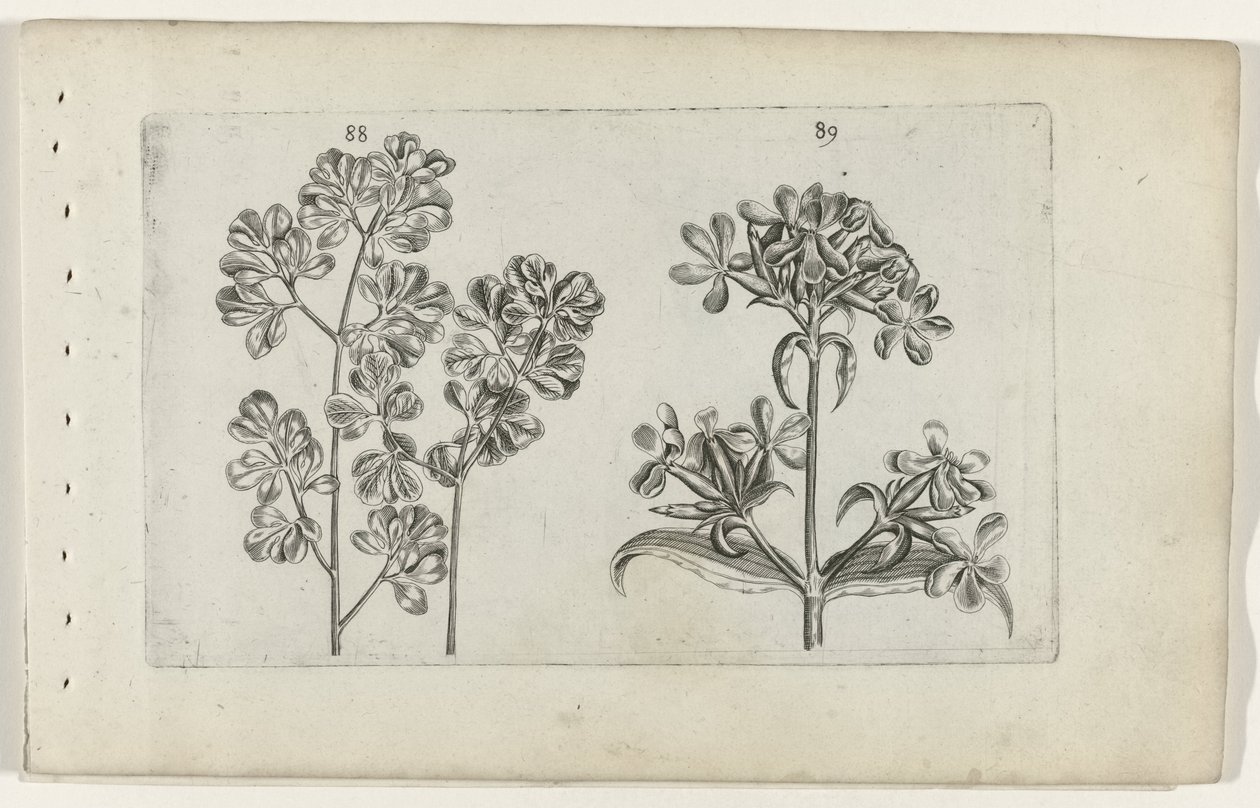 Väggormbunke och tvålört Cognoscite lilia (serietitel) av Crispijn van de Passe (I) (attributed to)