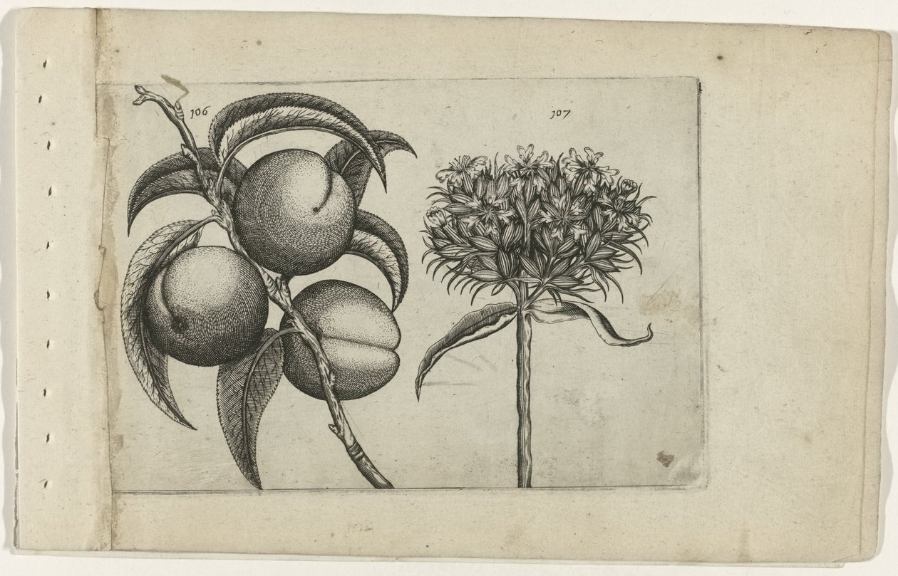 Persika och brinnande kärlek Cognoscite lilia (serietitel) av Crispijn van de Passe (I) (attributed to)