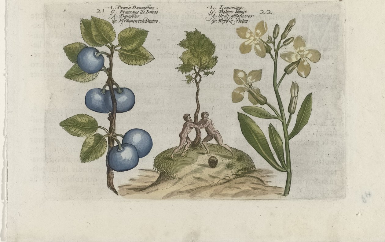 Pruim en muurbloem Pruna Damasena / Leucojum (titel på objekt) Know the Lilies (serietitel) av Crispijn van de Passe (I) (attributed to)