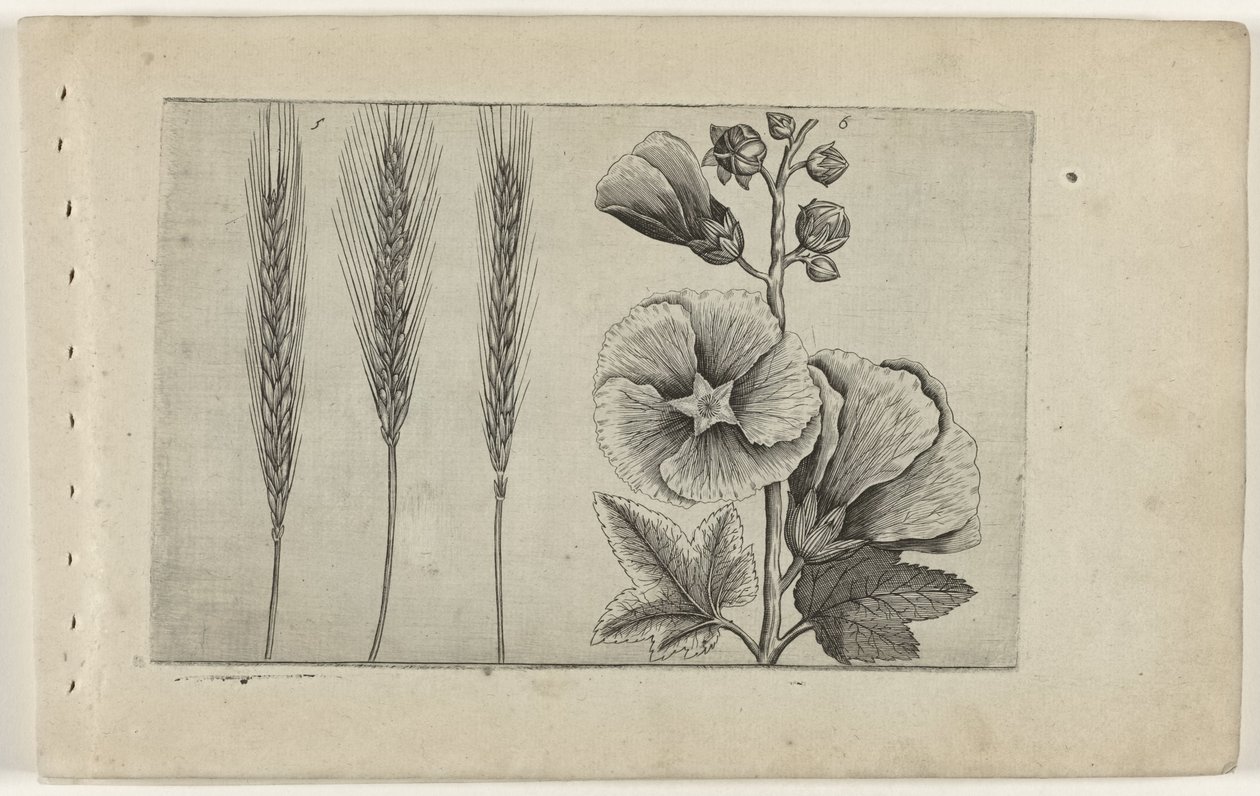 Rogge en stokroos Know the Lilies (serietitel) av Crispijn van de Passe (I) (attributed to)