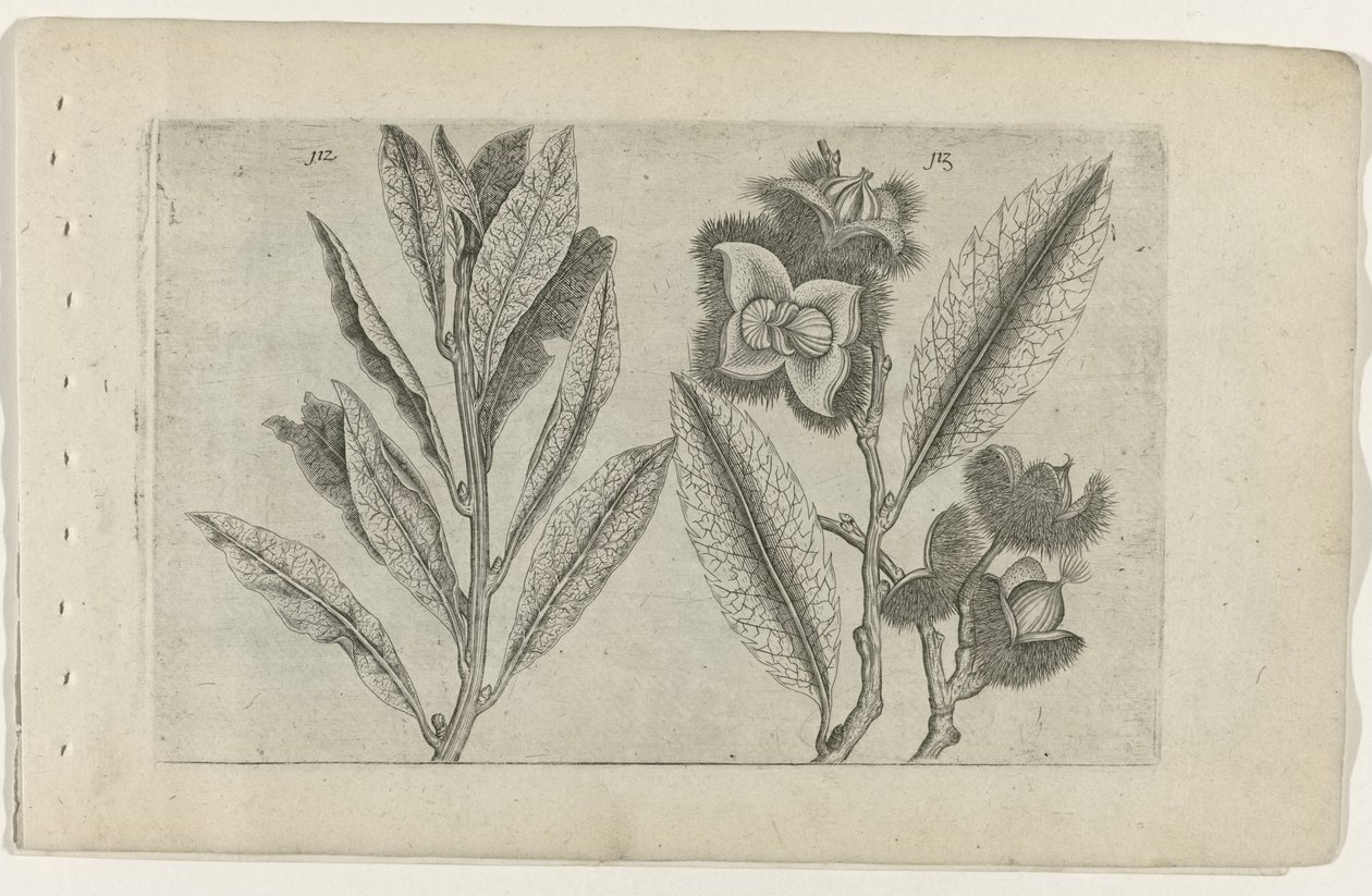 Salie en tamme kastanje Know the Lilies (serietitel) av Crispijn van de Passe (I) (attributed to)