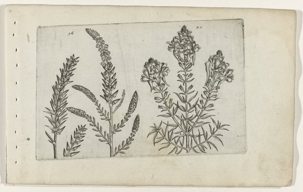Tamarisk en vlasbekje Know the Lilies (serietitel) av Crispijn van de Passe (I) (attributed to)