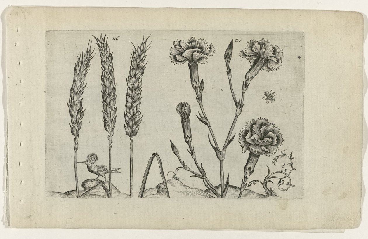 Tarwe en tuinanjer Know the Lilies (serietitel) av Crispijn van de Passe (I) (attributed to)