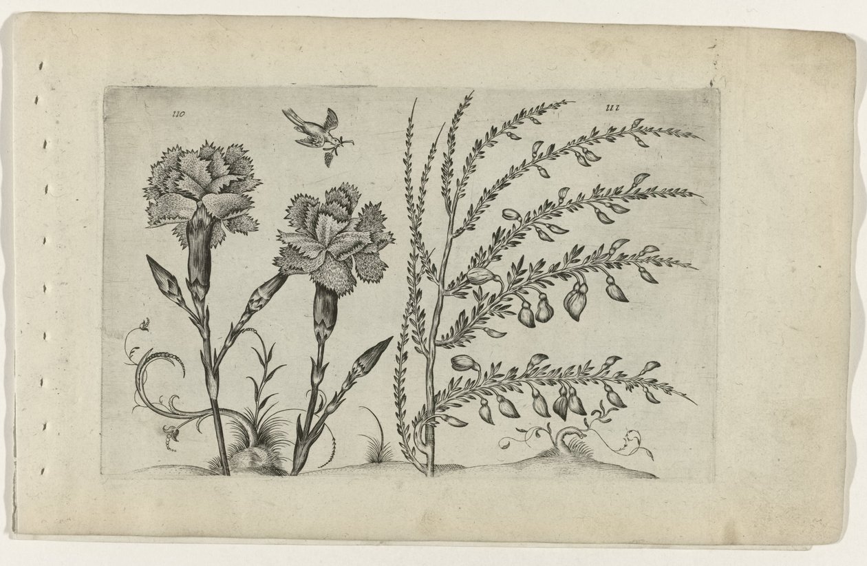 Tuinanjer en brem Know the Lilies (serietitel) av Crispijn van de Passe (I) (attributed to)
