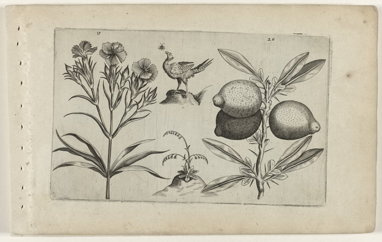 Tuinanjer en citroen Know the Lilies (serietitel) av Crispijn van de Passe (I) (attributed to)