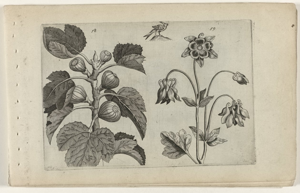 Fikonträd och vild akleja Cognoscite lilia (serietitel) av Crispijn van de Passe (I) (attributed to)