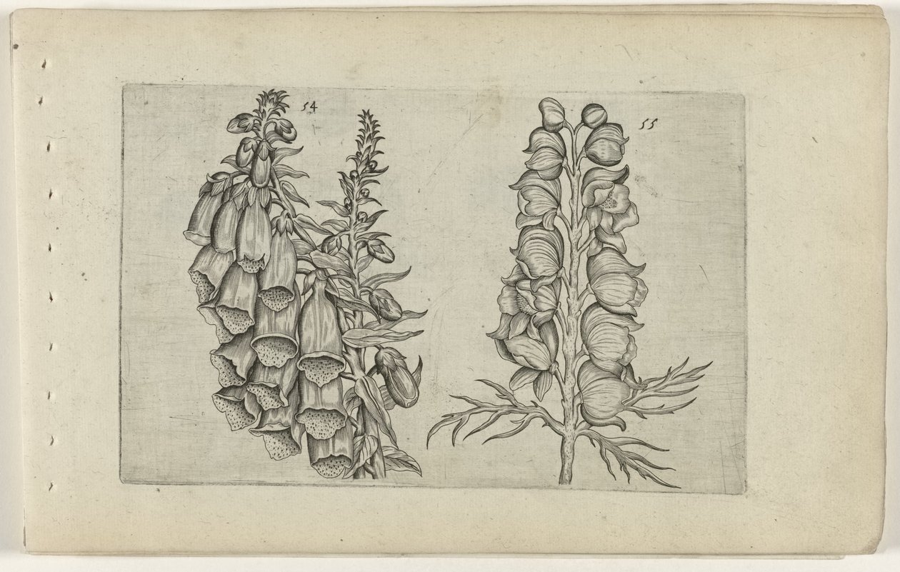 Foxglove och Blue Monkshood Cognoscite lilia (serietitel) av Crispijn van de Passe (I) (attributed to)