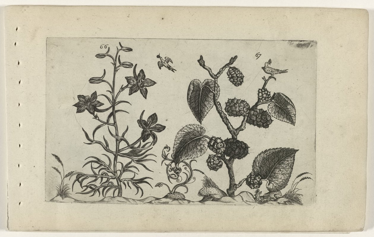 Vild delphinium och svart mullbär Cognoscite lilia (serietitel) av Crispijn van de Passe (I) (attributed to)